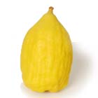 An Etrog with its Pitam